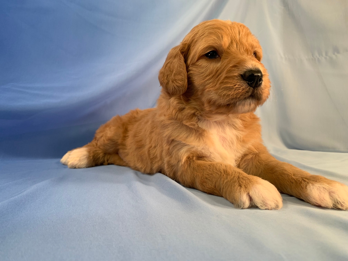 Male Bernedoodle Puppy, Ready Early December, Apricot with White